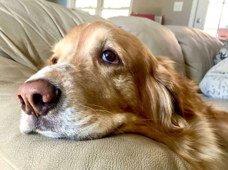 Armer Hund liegt auf der Couch und sollte zum Tierarzt