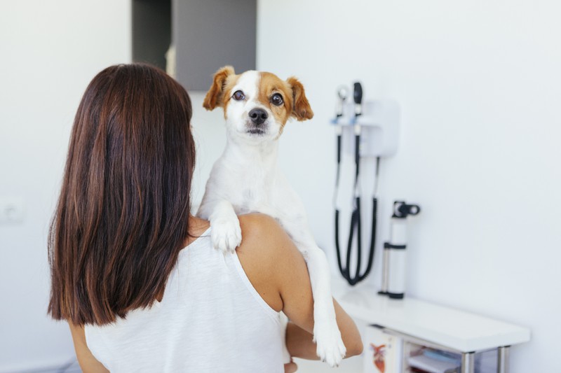 Hund wird zum Tierarzt gebracht, weil er ein Krankheitsanzeichen hatte
