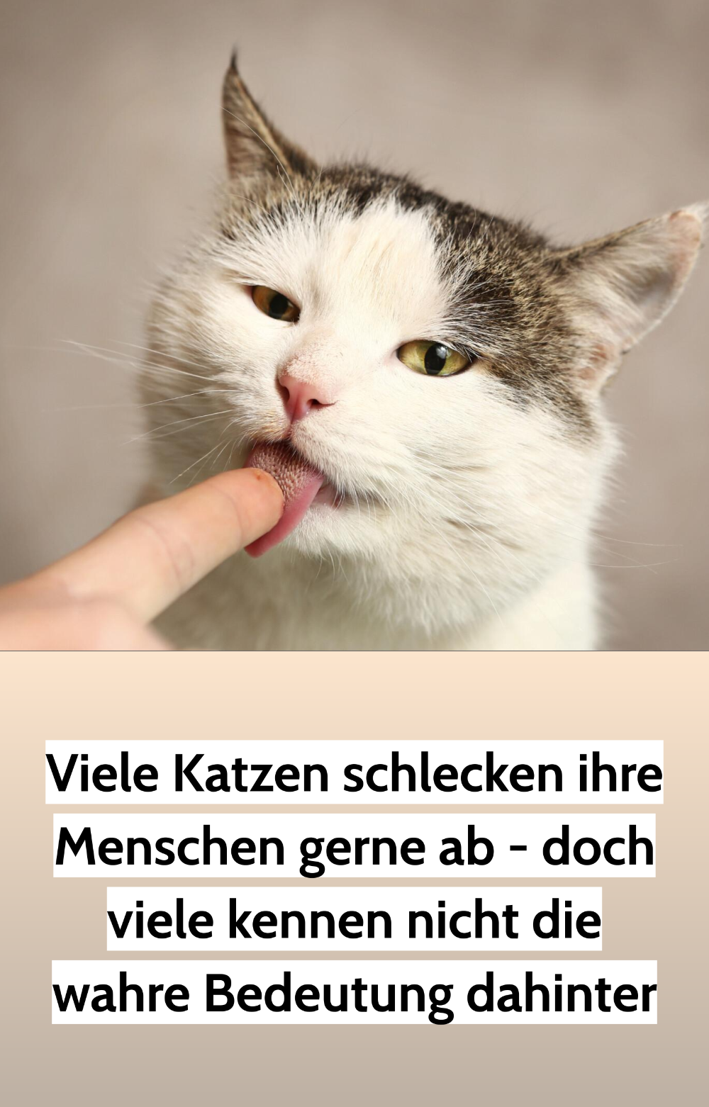 Anzeichen Dass Deine Katze Dich Töten Will 8 Anzeichen, an denen du erkennst, dass deine Katze dich liebt