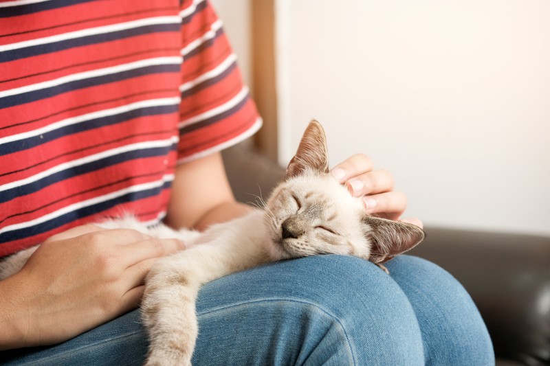 Eine Katze schläft nur in deiner Nähe, wenn sie sich sicher und wohl fühlt.