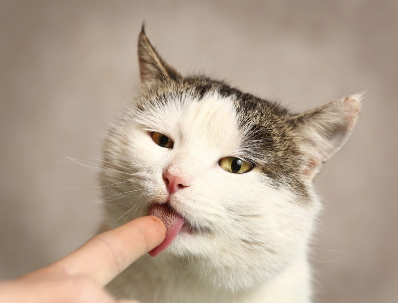 Wenn Katzen dich oder ihre Artgenossen abschlecken, wollen sie ihre Zuneigung ausdrücken.