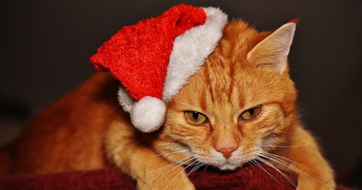 Gift Guide: Was schenkst du deiner Katze zu Weihnachten?