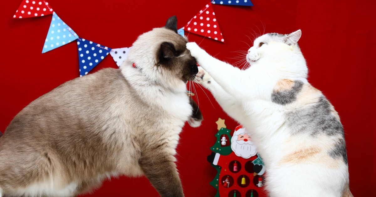 Gift Guide: Was schenkst du deiner Katze zu Weihnachten?