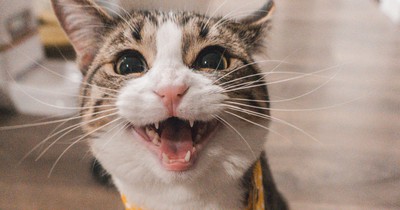 10 Dinge, die du wissen solltest, bevor du eine Katze adoptierst