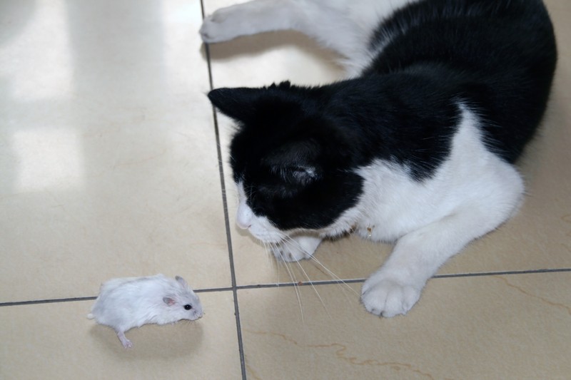 Katzen sind Raubtiere und werden auch bei dir in der Umgebung nach Mäusen oder Vögeln suchen