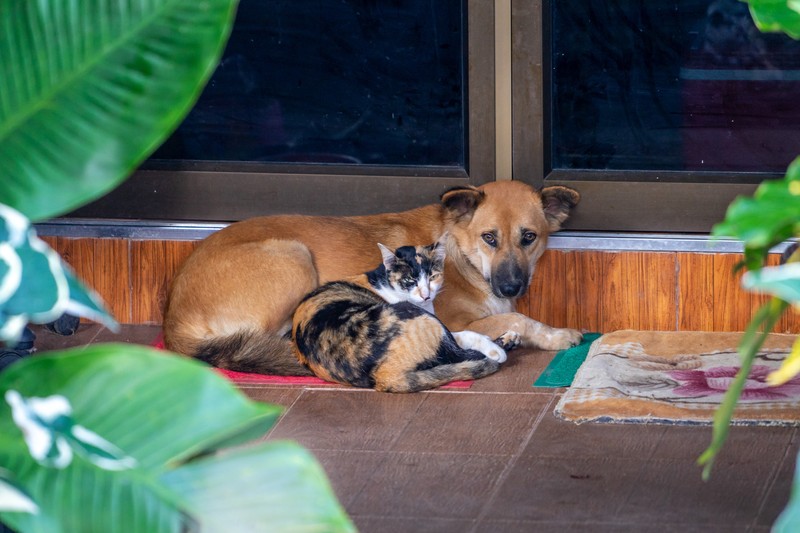 Katzen und Hunde können oft friedlich zusammenleben