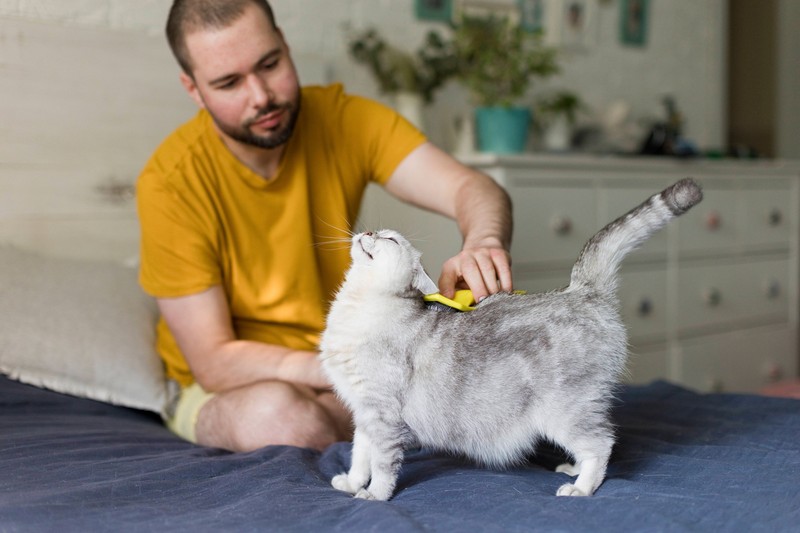 Manche Katzen benötigen auch gelegentliche Bäder