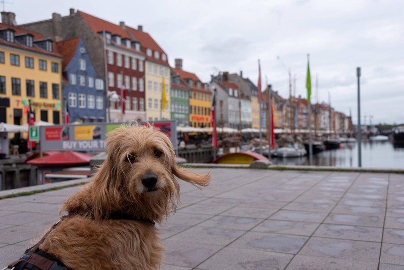 Dänemark ist ein gutes Reiseziel für Hunde.