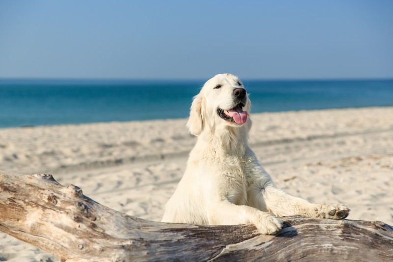 Die meisten Hunde lieben das Meer und das kühle Nass.