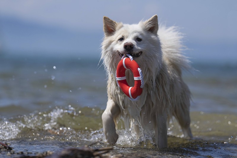 Die Region um den Bodensee rum lohnt sich sehr für einen Urlaub mit Hund.