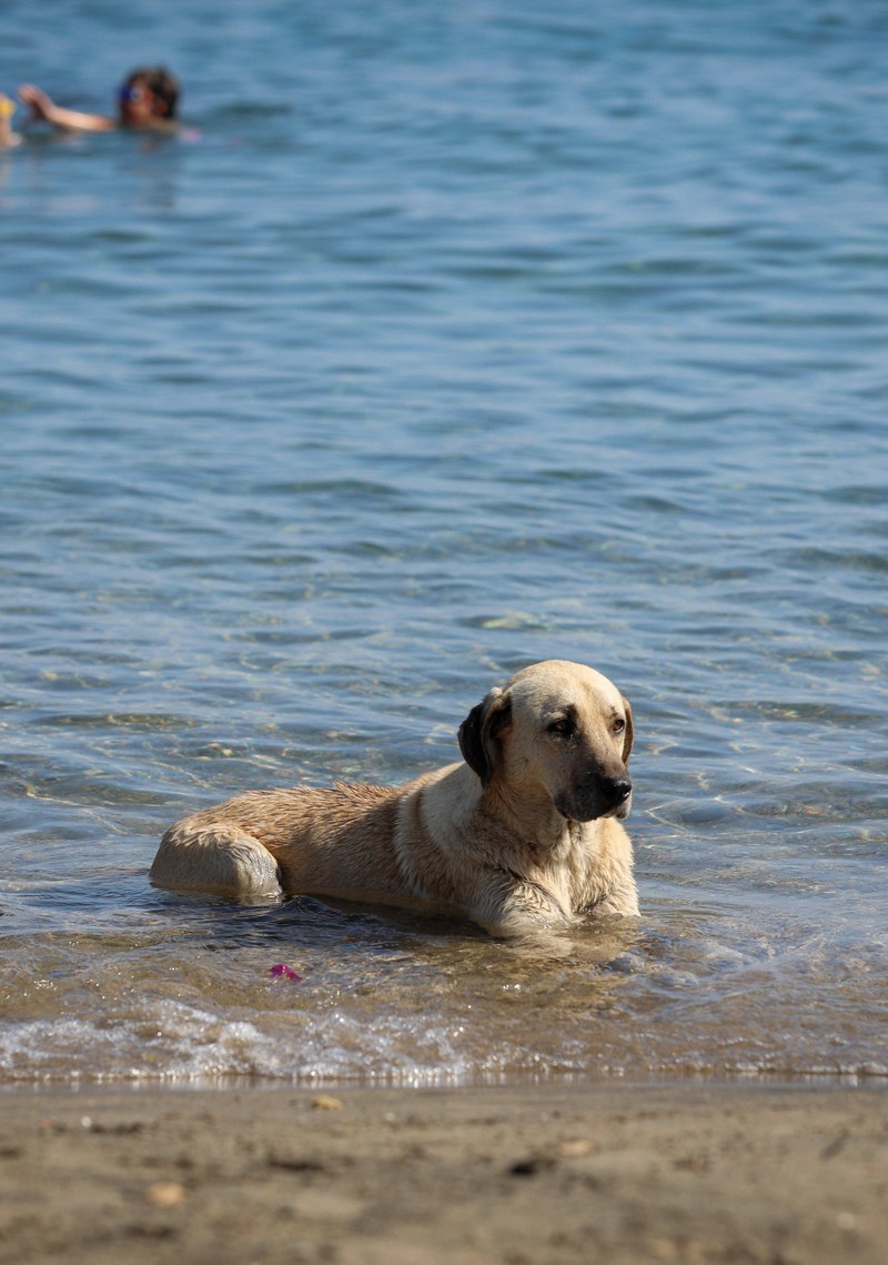 Ein Hund, der im Meer badet.