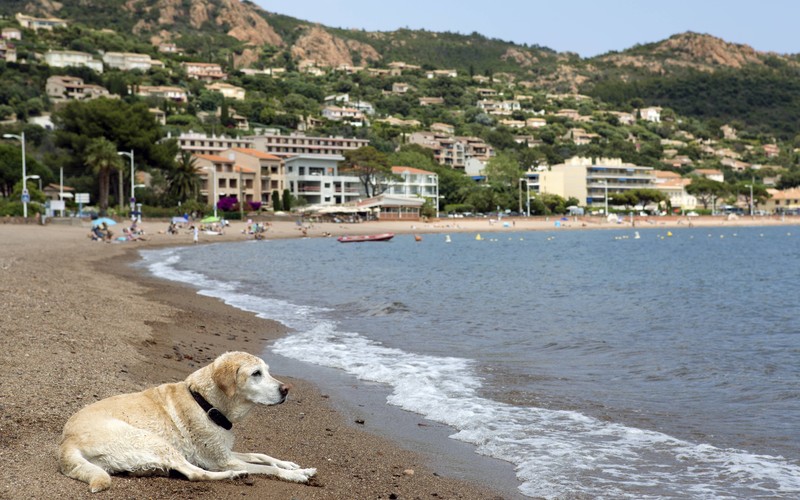 Ein Urlaub in Frankreich lohnt sich mit Hund.