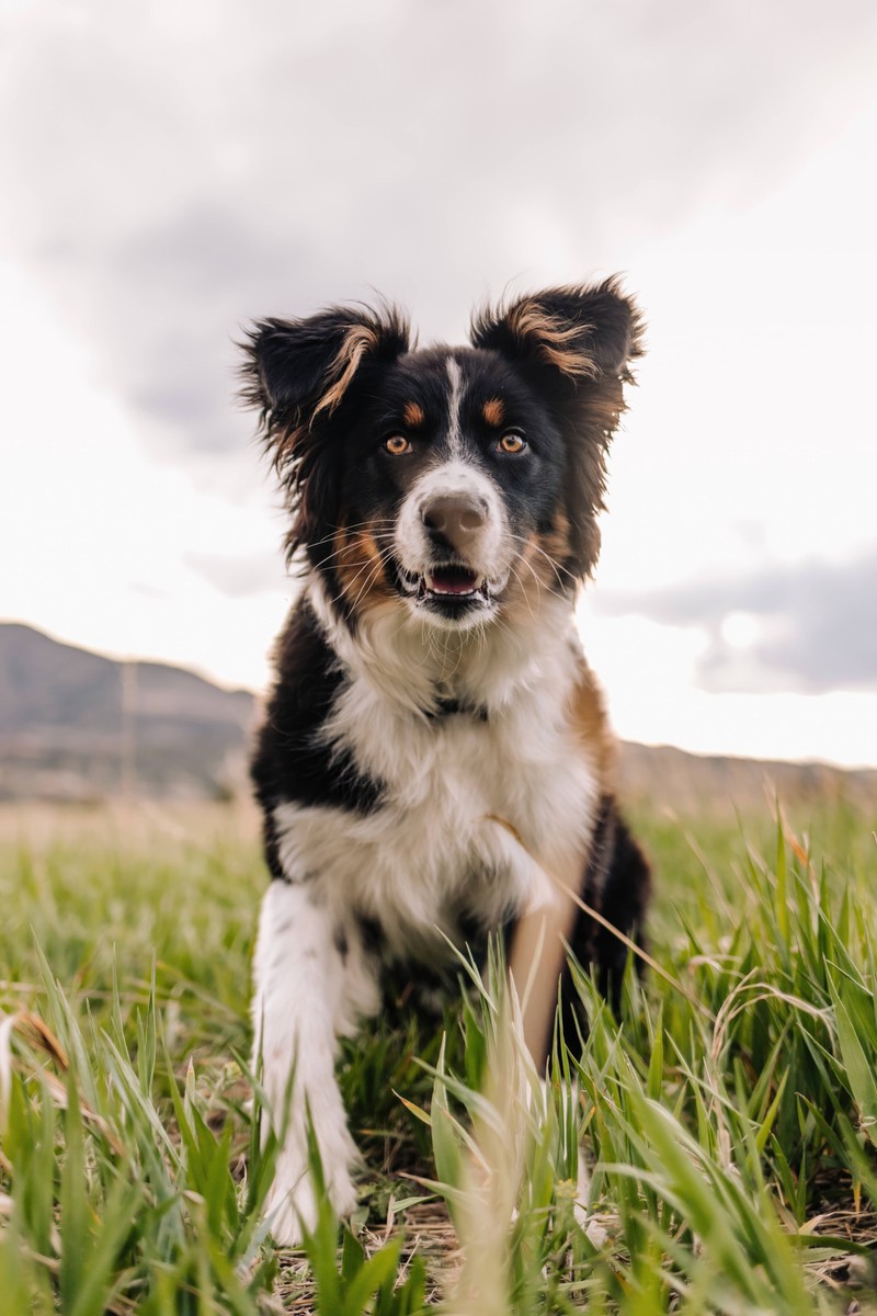 Großbritannien bietet viele Spaziergänge für Hunde.