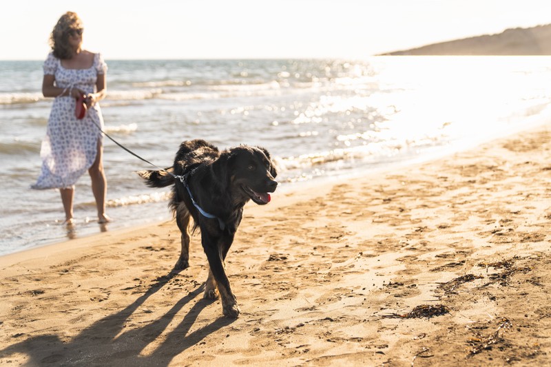 In Kroatien können auch Hunde Urlaub machen.