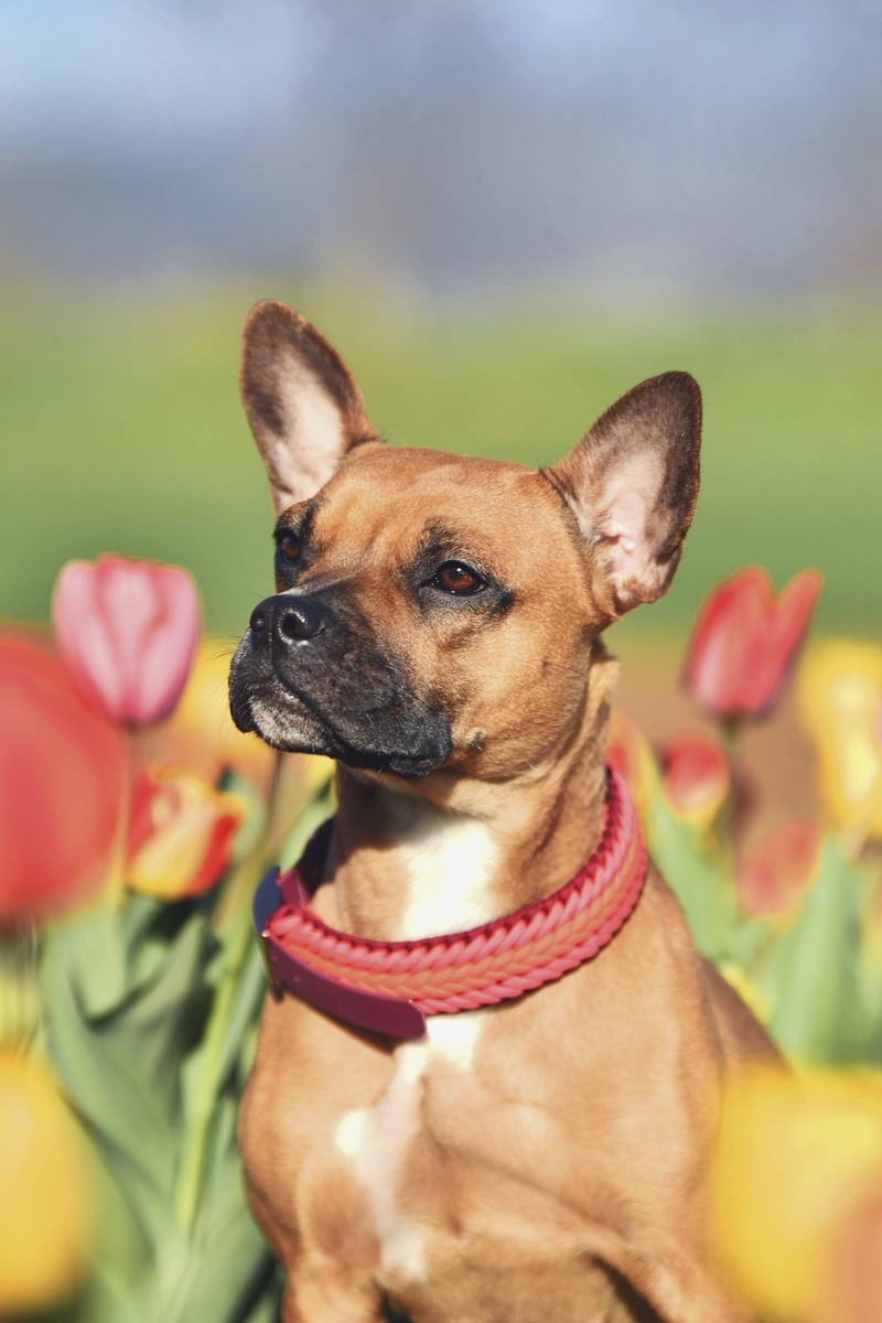 Mit Hunden kann man gut in die Niederlande reisen.