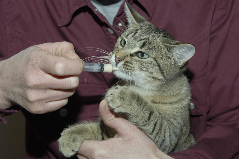 Betäubende Mittel für Tiere an Silvester wirken nur lähmend, verstärken aber die Angst.