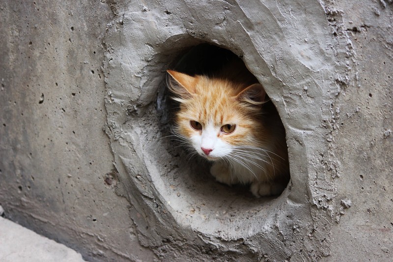 Ein Keller kann ein guter Rückzugsort für deine Katze an Silvester sein.