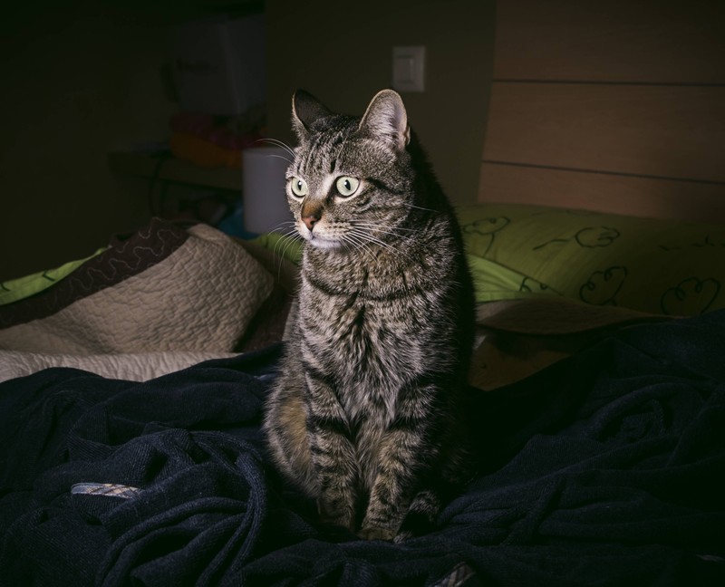 Ein ruhiger Raum kann deiner Katze helfen, Silvester besser zu überstehen.