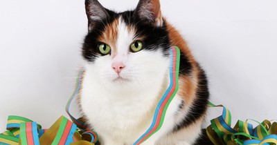 Ruhiger Jahreswechsel für deine Katze: 10 Tipps, wie die Katze es übersteht
