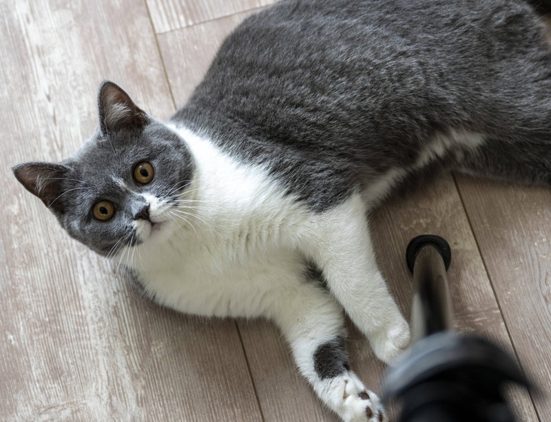 Stell an Silvester Wasser und Futter in die Verstecke deiner Katze, damit sie sich sicher fühlt.