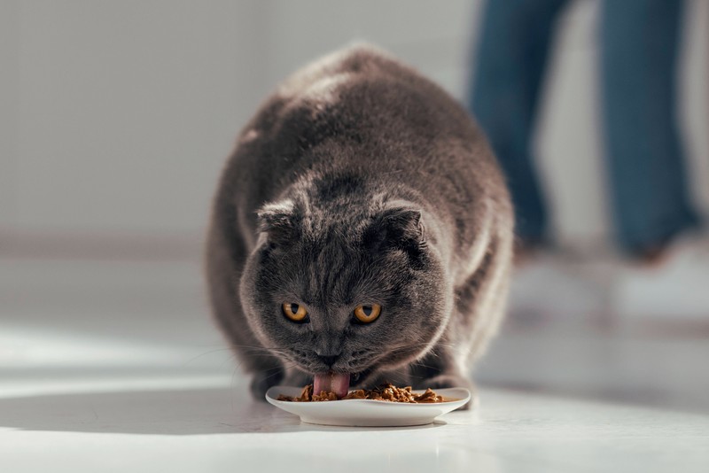 Stell an Silvester Wasser und Futter in die Verstecke deiner Katze.