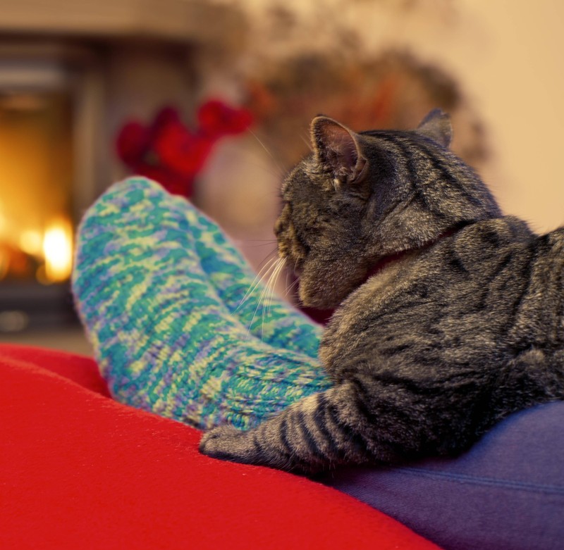 Verzichte an Silvester auf laute Partys, damit deine nervöse Katze in Ruhe bleiben kann.