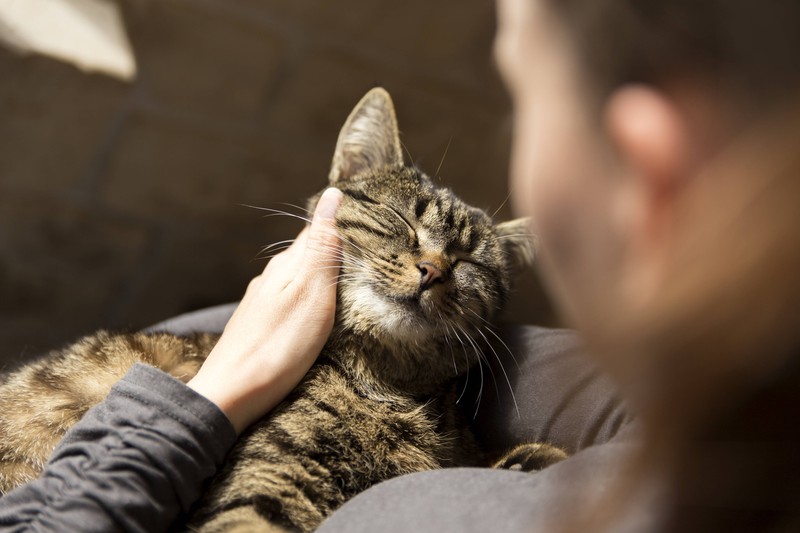 Zeig deiner Katze an Silvester durch ruhiges, normales Verhalten, dass alles in Ordnung ist.