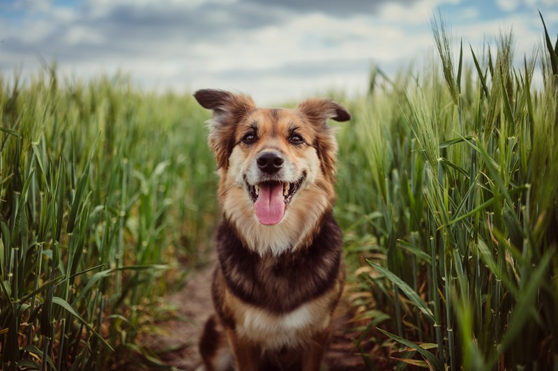 Hund sitzt in einem Feld