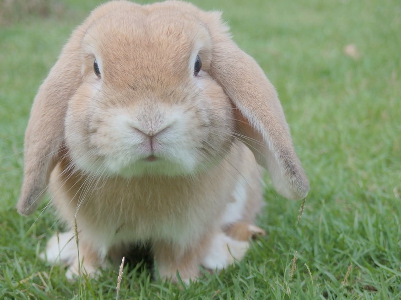 Hase mit Schlappohren