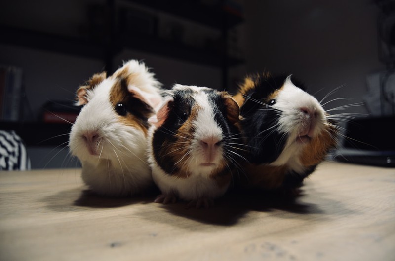 Drei kleine Meerschweinchen