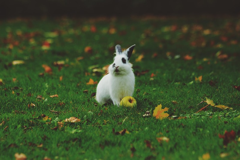 Hase mit einem Apfel
