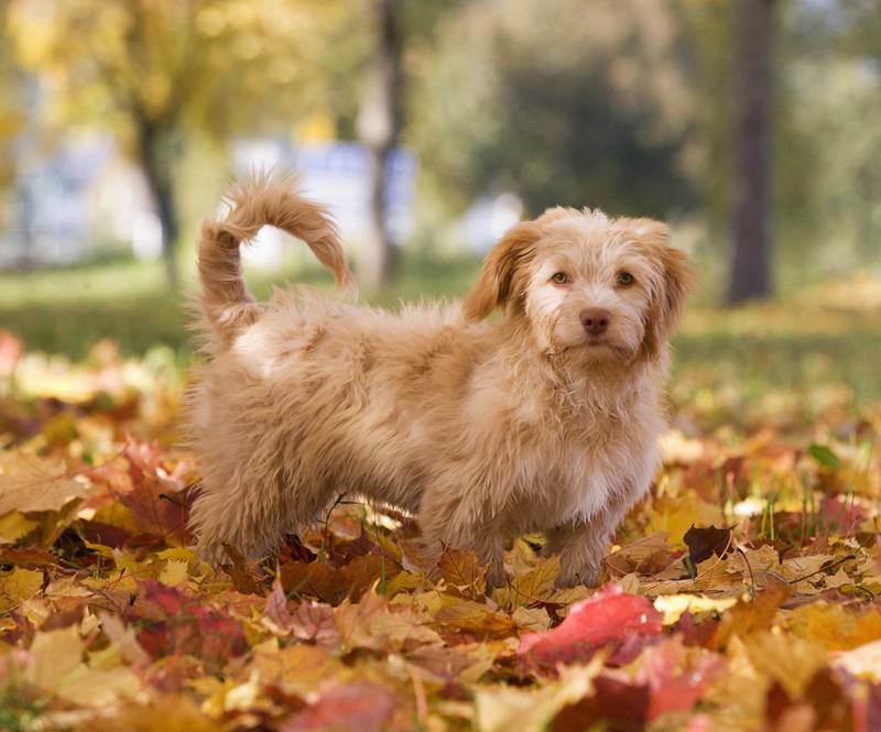 Ein kleiner Hund vor orangefarbenem Hintergrund