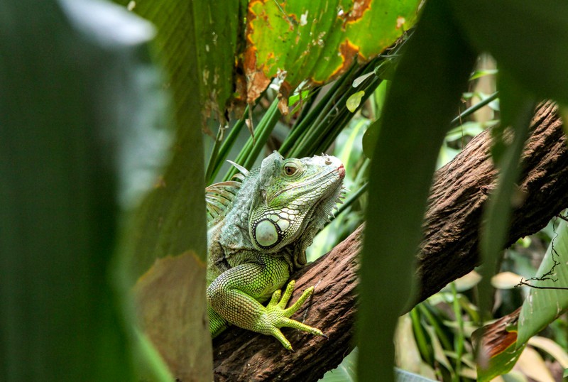 Reptil