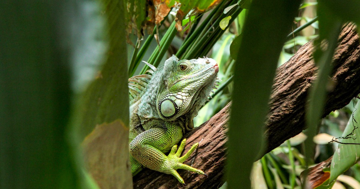 Reptilien richtig überwintern: 10 Dinge, die du beachten solltest