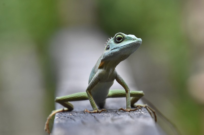 Reptil