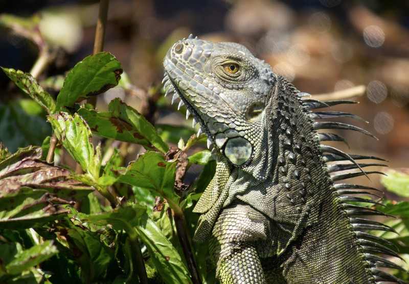 Reptil