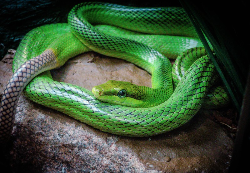 Reptil