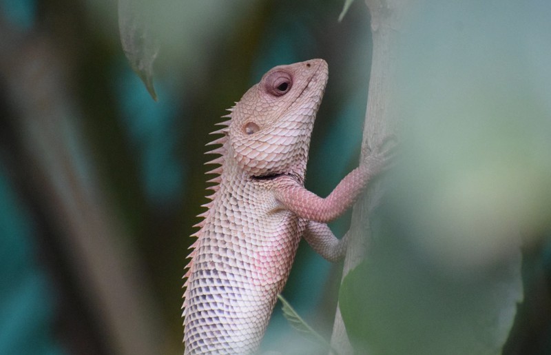 Reptil