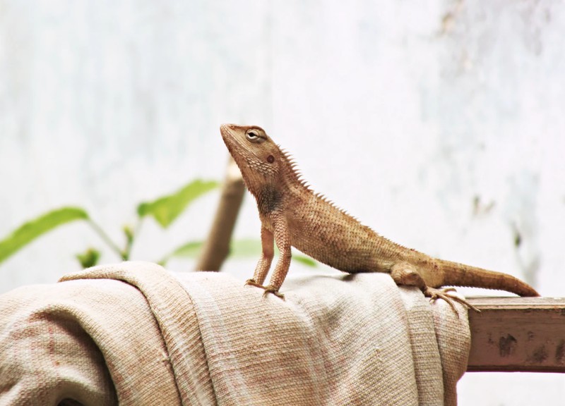 Reptil