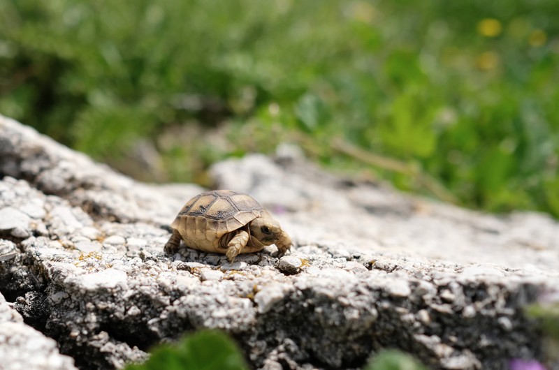 Reptil