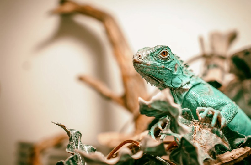 Reptil