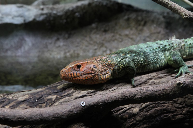 Reptil