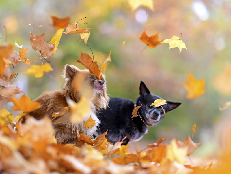 Zwei Hunde spielen im Laub