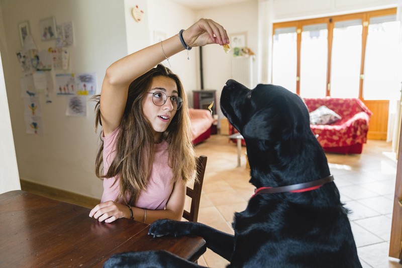 Mädchen füttert seinen Hund, von dem es viel lernen kann
