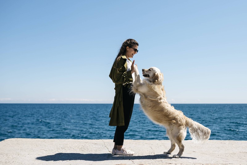 Ein Hund lernt von seinem Frauchen und umgekehrt