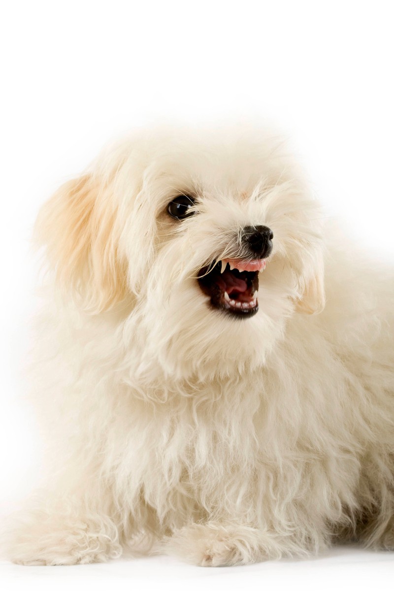 Das Anschreien eines Hundes kann bei einigen Individuen aggressives Verhalten hervorrufen oder verstärken