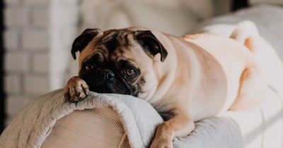 Laut Studie: Was passiert, wenn du deinen Hund anschreist?