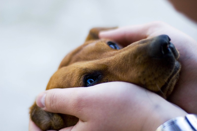 Hunde sind in der Regel loyale und vertrauensvolle Begleiter, die eine starke Bindung zu ihren Besitzern aufbauen.