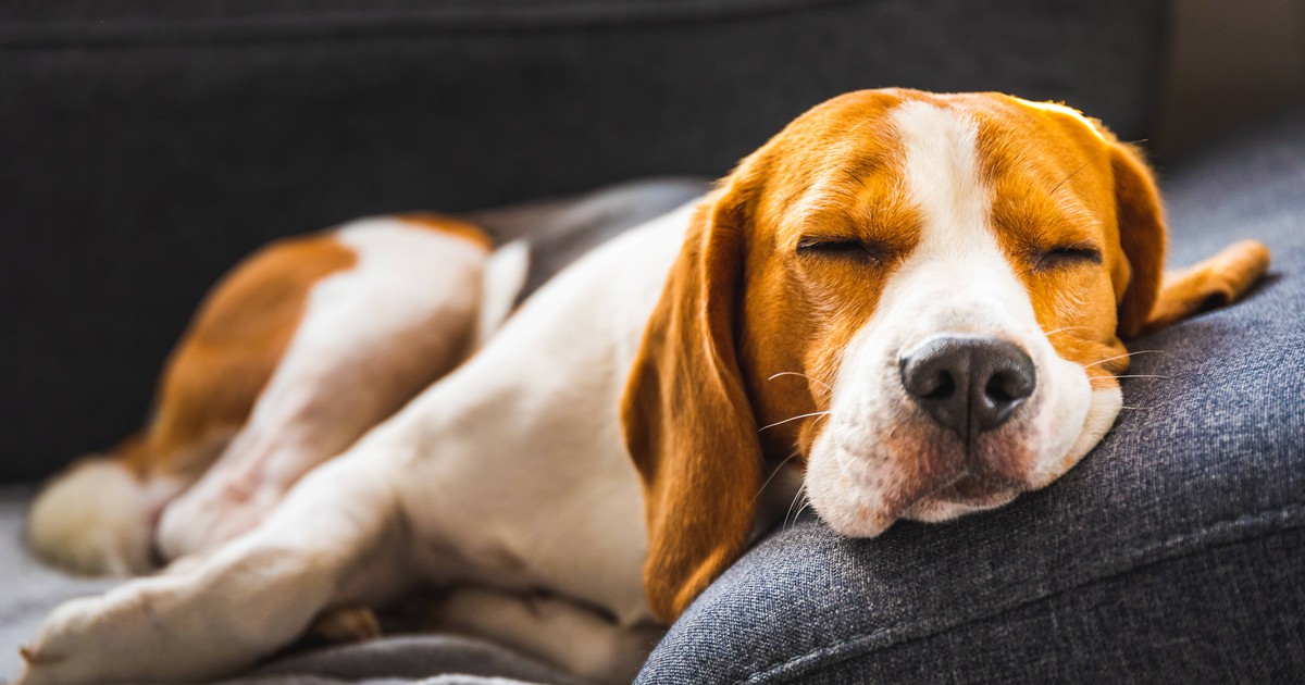 Laut Studie: Was passiert, wenn man seinen Hund anschreit?