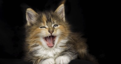 Gewusst? Deshalb haben Katzen eine raue Zunge